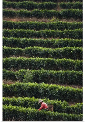 A Woman Collects Tea Leaves On A Puer Tea Estate In Yunnan Province, China