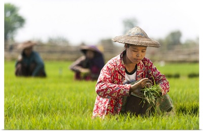 A Woman Harvests Young Rice Into Bundles, Kachin State, Myanmar