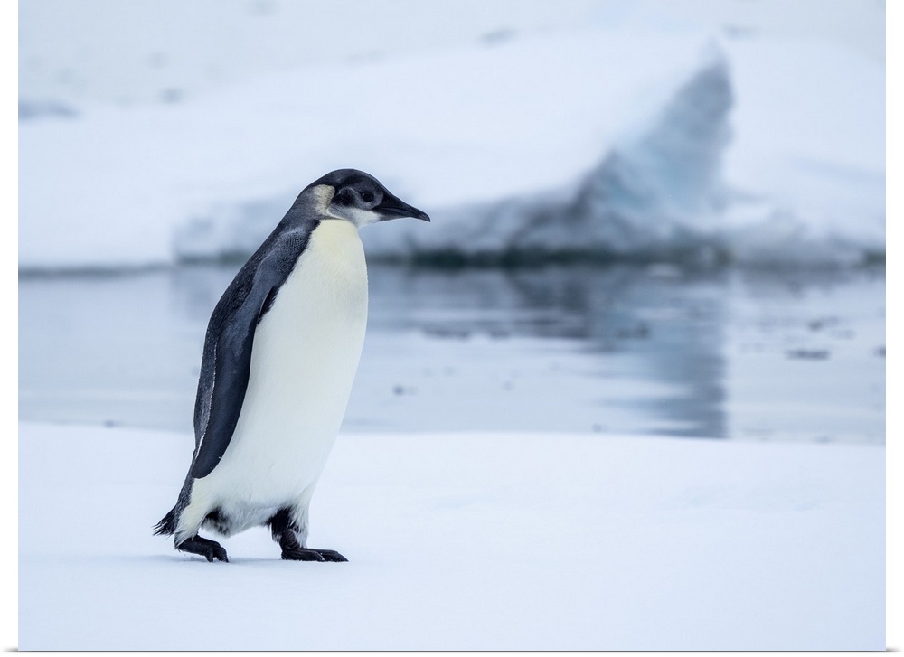 A young emperor penguin (Aptenodytes forsteri) hauled out on the ice near Snow Hill Island, Weddell Sea, Antarctica, Polar...
