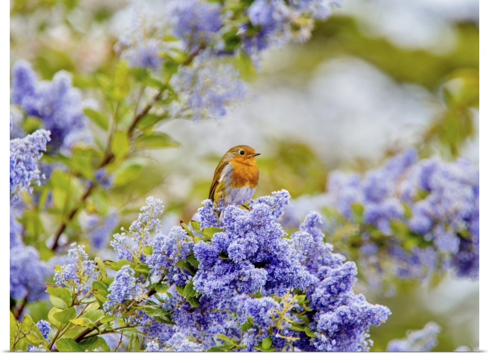 A European robin (Erithacus rubecula) sitting amid the blue flowers of a Ceanothus tree, a member of the buckthorn family,...