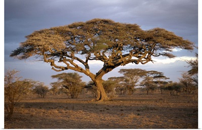 Acacia tree (Acacia Tortilis), Serengeti, Tanzania, East Africa, Africa