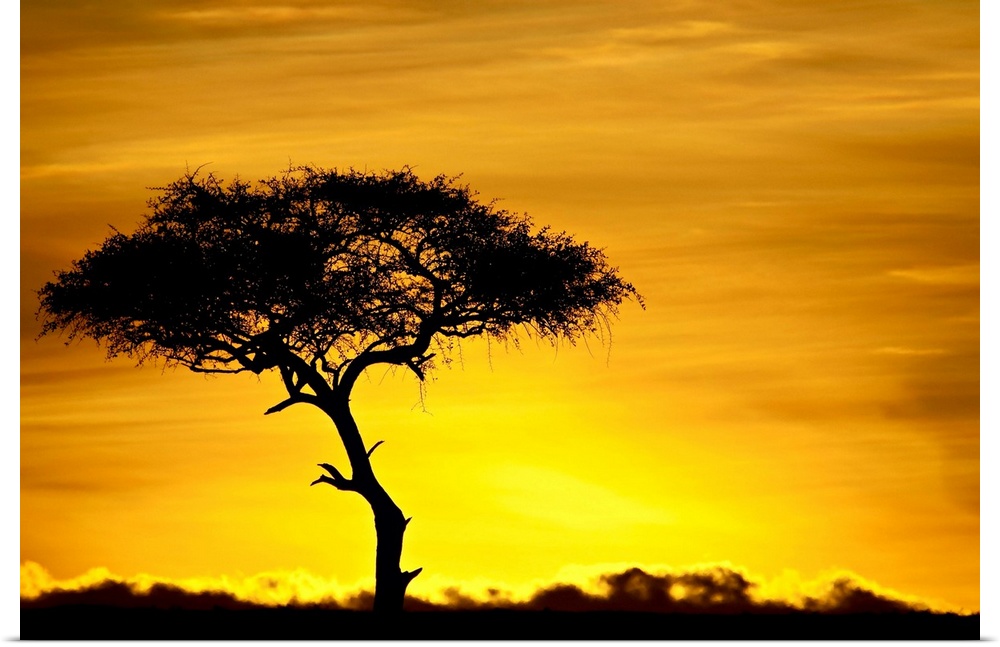 Acacia tree at dawn, Masai Mara National Reserve, Kenya, East Africa, Africa