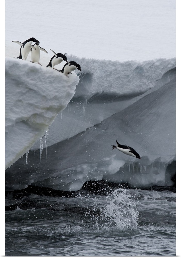 Adelie penguins, Port Martin, Antarctica, Polar Regions