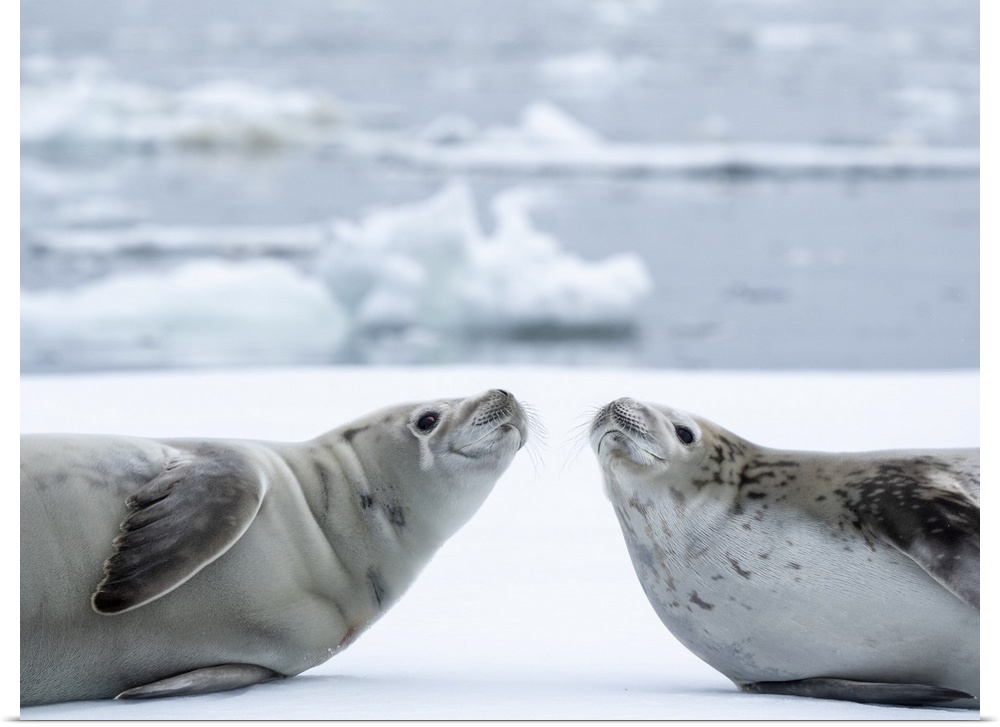 Adult crabeater seals (Lobodon carcinophaga), on ice in the Bellingshausen Sea, Antarctica, Polar Regions