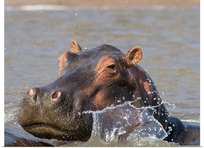 Adult Hippopotamus (Hippopotamus Amphibius), Bathing In Lake Kariba, Zimbabwe, Africa