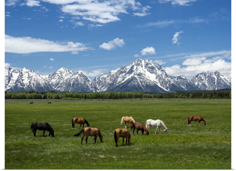 Adult horses (Equus ferus caballus), grazing at the foot of the Grand Teton Mountains, Wyoming, United States of America, ...