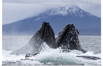 Adult Humpback Whales, Bubble-Net Feeding In Sitka Sound, Southeast Alaska