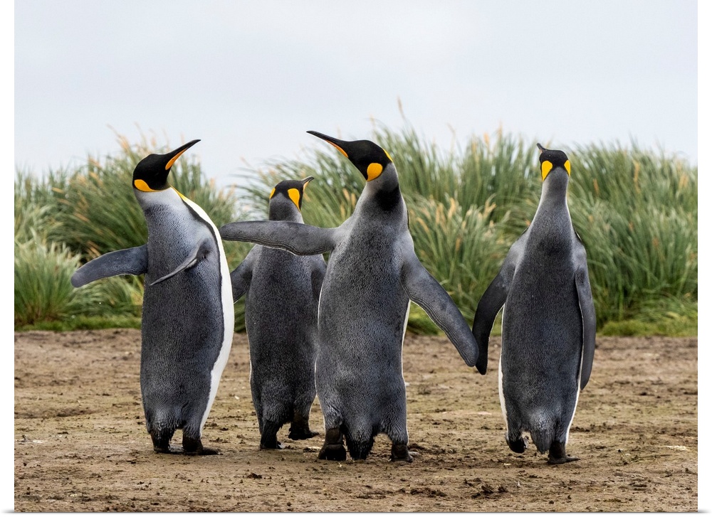 Adult king penguins (Aptenodytes patagonicus), flipper slapping at Salisbury Plain, South Georgia, South Atlantic, Polar R...