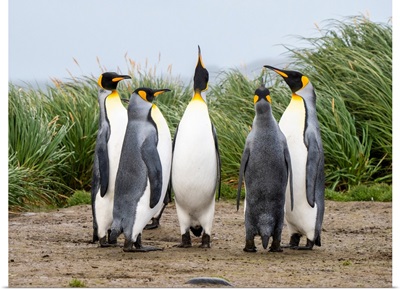 Adult King Penguins In Courtship Display At Salisbury Plain, South Georgia