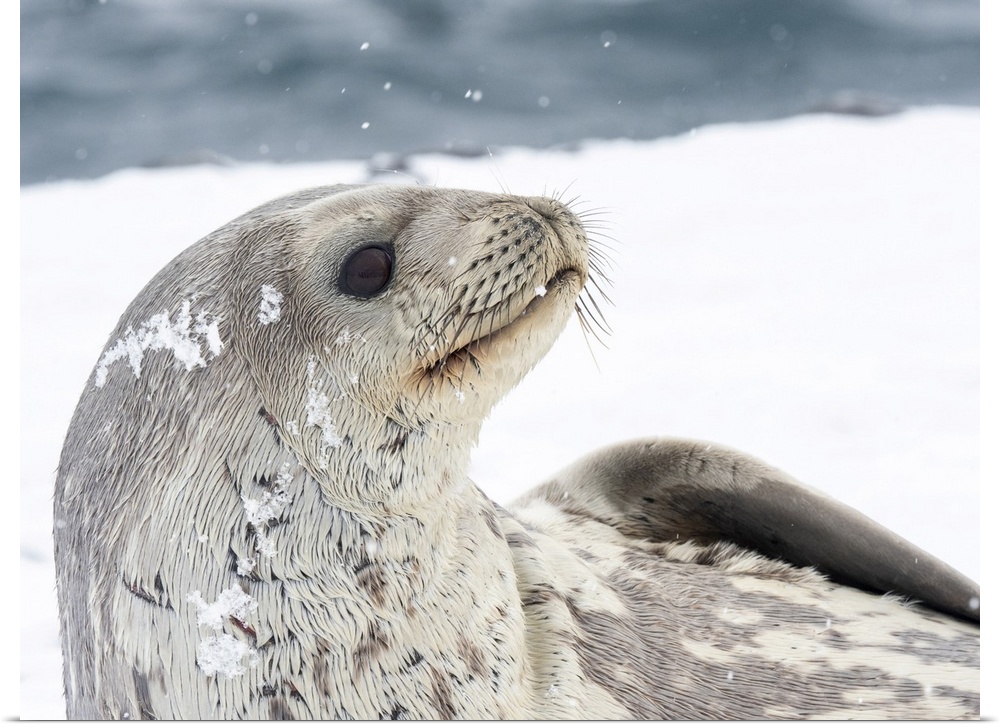 Adult Weddell seal (Leptonychotes weddellii), resting on ice on Paulet Island, Weddell Sea, Antarctica, Polar Regions