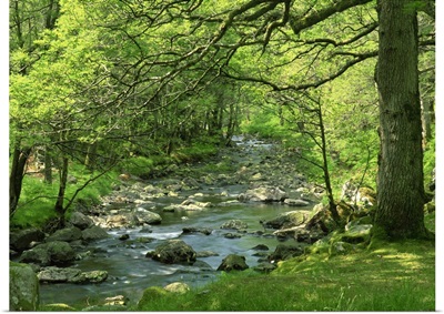 Afon Artro passing through natural oak wood, Llanbedr, Gwynedd, Wales, UK