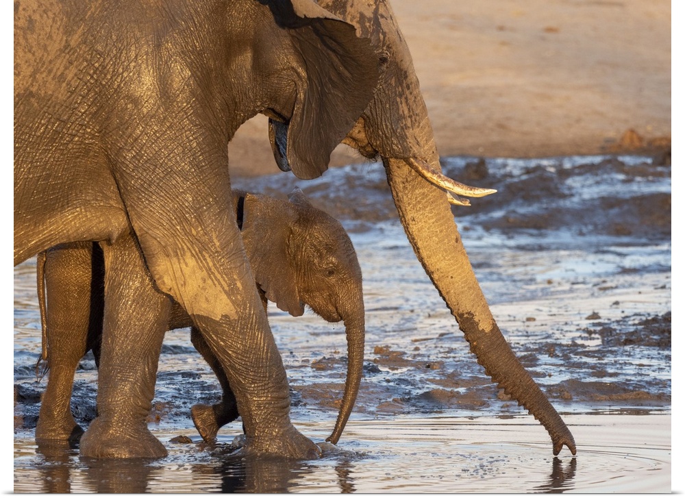 African bush elephant mother and calf (Loxodonta africana), at a watering hole in Hwange National Park, Zimbabwe, Africa