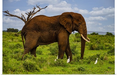 African Elephant, Amboseli National Park, Kenya