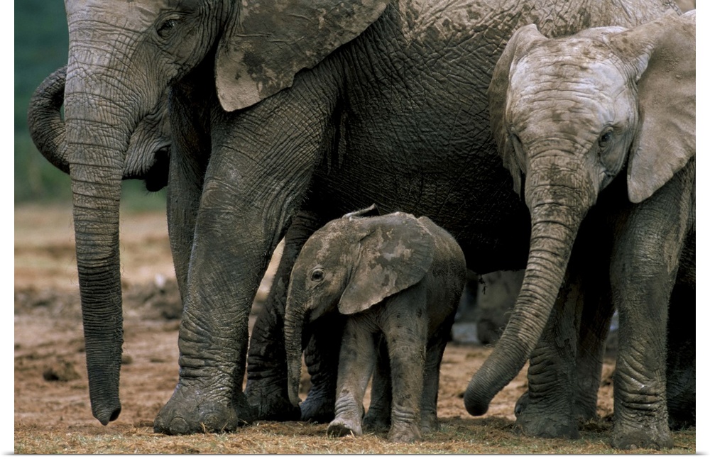 African elephant in matriarchal group, South Africa, Africa