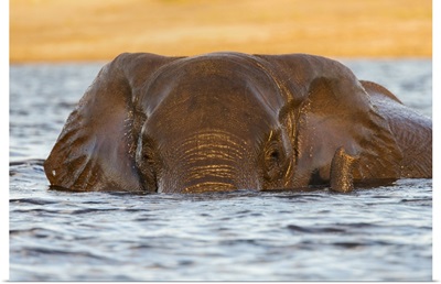 African Elephant In Water, Chobe River, Botswana