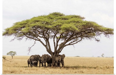African Elephant, Serengeti National Park, Tanzania