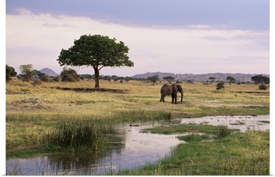 African elephant, Tarangire National Park, Tanzania, East Africa