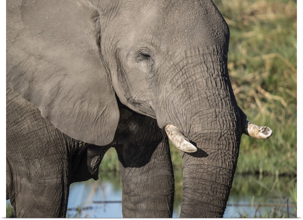 African elephant (Loxodonta africana), tusk detail in Chobe National Park, Botswana, Africa