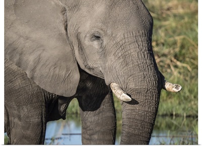 African Elephant, Tusk Detail In Chobe National Park, Botswana, Africa