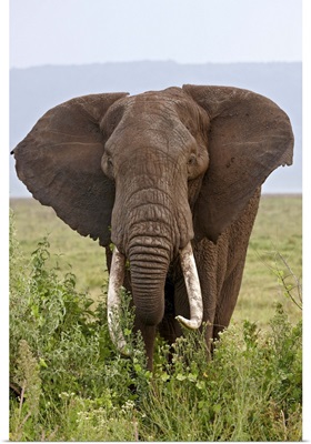 African elephant with large tusks, Ngorongoro Crater, Tanzania, East Africa