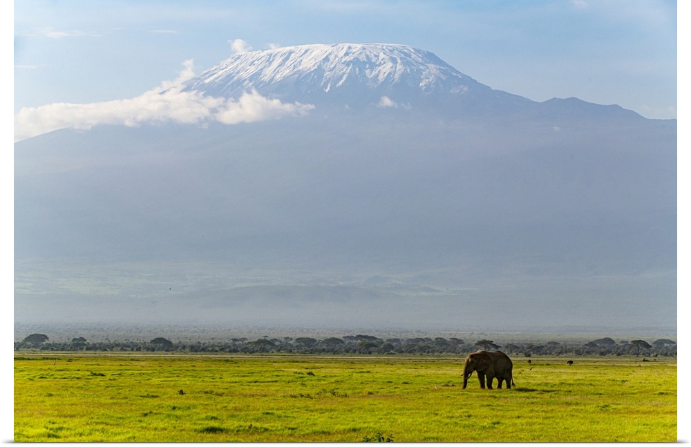 African elephant (Loxodonta) with Mount Kilimanjaro in the background, Amboseli National Park, Kenya, East Africa, Africa