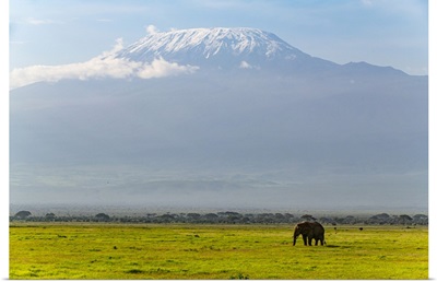 African Elephant With Mount Kilimanjaro In The Background, Amboseli National Park, Kenya