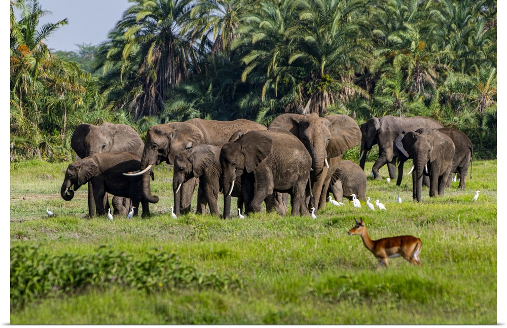African elephants (Loxodonta), Amboseli National Park, Kenya, East Africa, Africa
