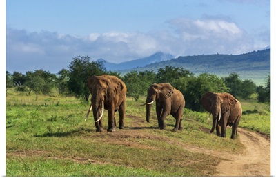 African Elephants, Lualenyi, Tsavo Conservation Area, Kenya
