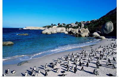 African penguins at Boulder beach in Simon's town, near Cape Town, South Africa