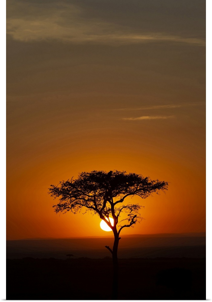 African tree at sunset, Masai Mara National Reserve, Kenya, East Africa, Africa