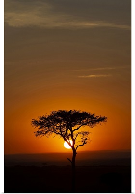 African Tree At Sunset, Masai Mara National Reserve, Kenya
