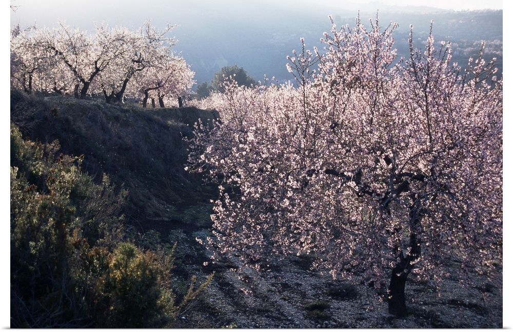Almond blossom in spring, Costa Blanca, Valencia region, Spain, Europe