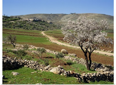 Almond tree on small plot of land, near Mount Hebron, Israel, Middle East