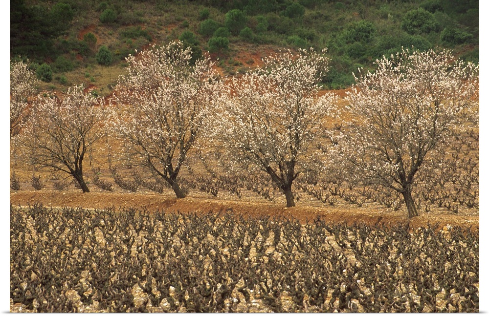 Almond trees in blossom in spring in a vineyard, Languedoc Roussillon, France