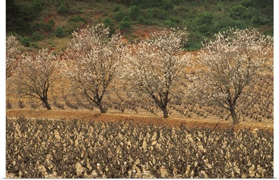 Almond trees in blossom in spring in a vineyard, Languedoc Roussillon, France