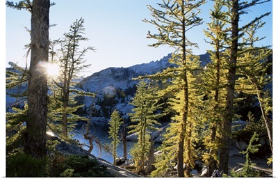 Alpine larch trees, Enchantment Lakes, Alpine Lakes Wilderness, Washington state