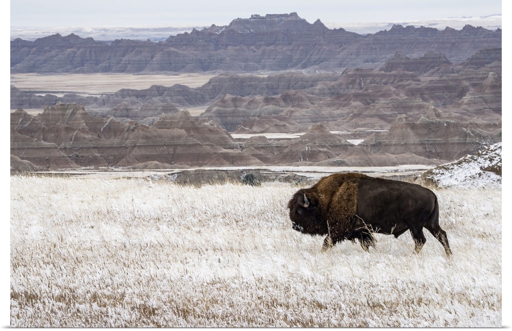 American Bison (Bison Bison) walking in the snow in the Badlands, Badlands National Park, South Dakota, United States of A...