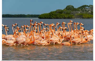 American Flamingo, Rio Celestun UNESCO Biosphere Reserve, Yucatan, Mexico