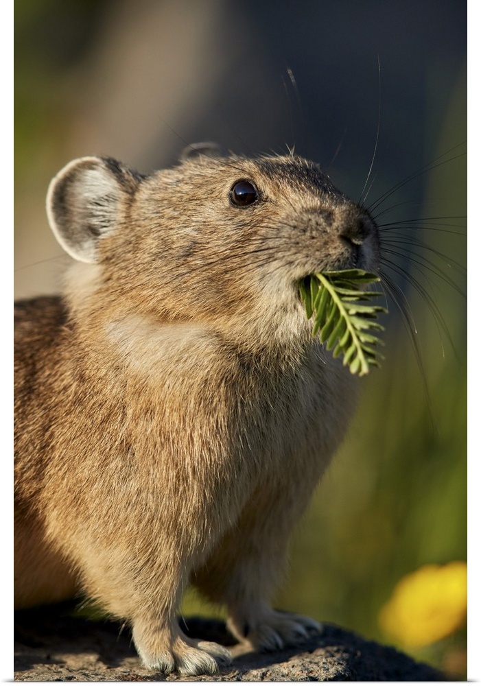 American pika with food in its mouth, San Juan National Forest, Colorado