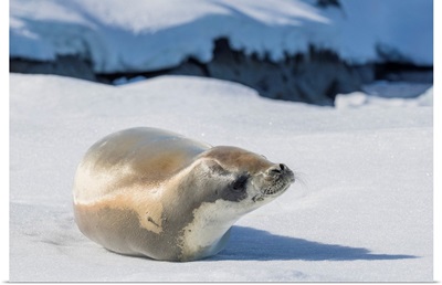 An Adult Crabeater Seal In The Useful Islands, Gerlache Strait, Antarctica