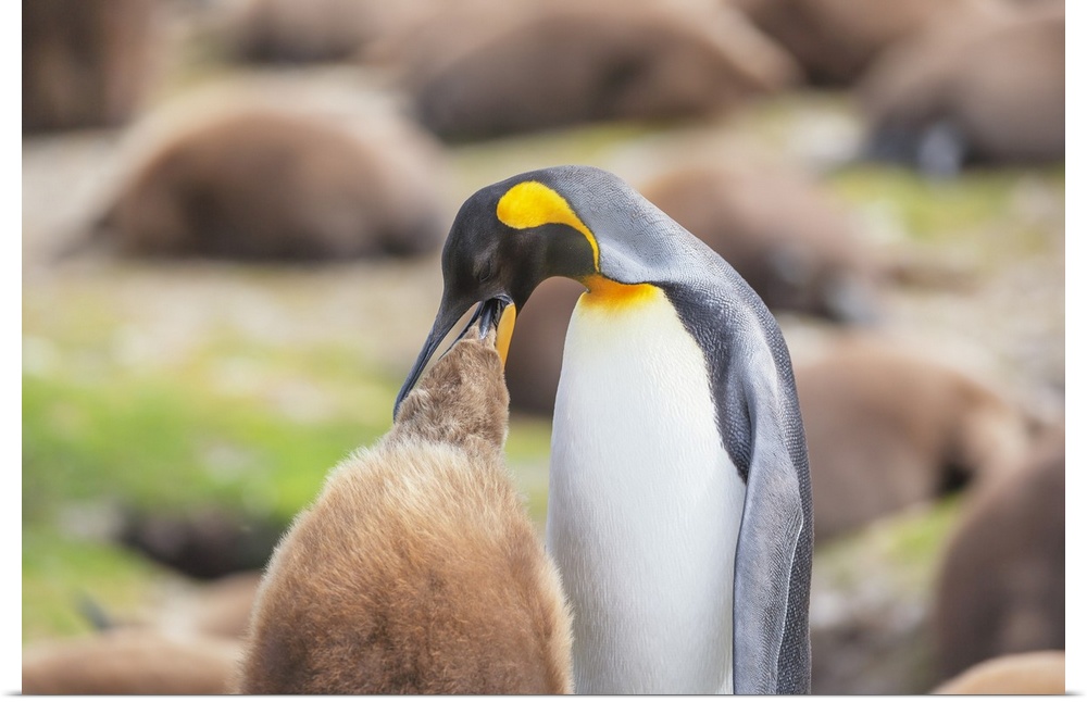 An adult King penguin (Aptenodytes patagonicus) feeding its chick, East Falkland, Falkland Islands, South America