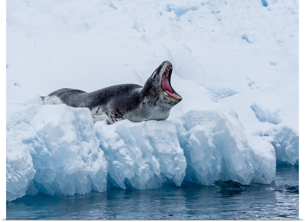 An adult leopard seal (Hydrurga leptonyx), hauled out on ice in Cierva Cove, Antarctica, Polar Regions