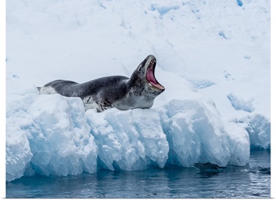 An Adult Leopard Seal, Hauled Out On Ice In Cierva Cove, Antarctica, Polar Regions