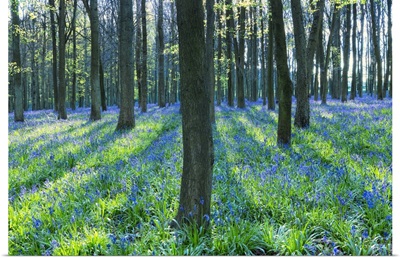Ancient Bluebell Woodland, Berkhamsted, Hertfordshire, England