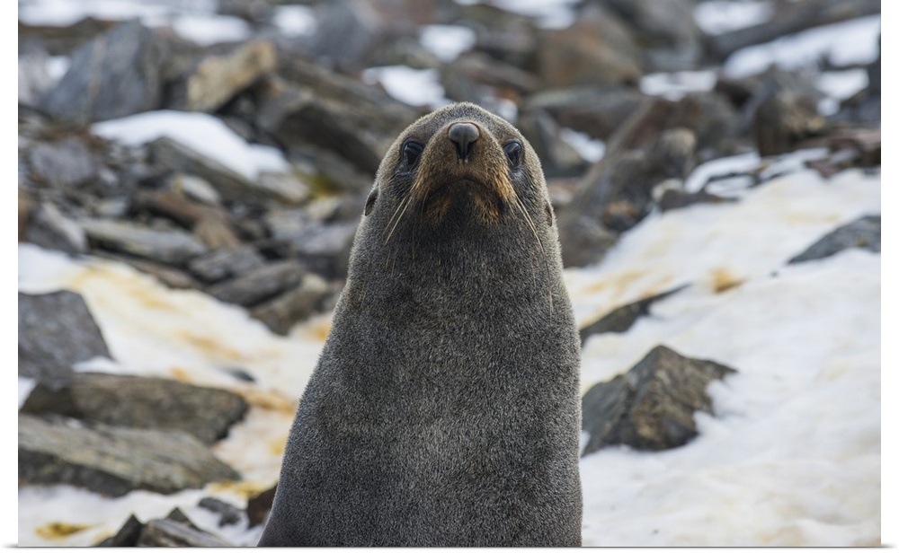 Antarctic fur seal (Arctocephalus gazella), Coronation Island, South Orkney Islands, Antarctica, Polar Regions