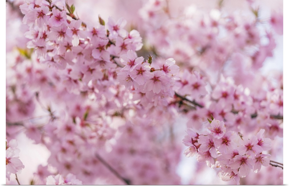 Cherry blossom, Takato, Nagano Prefecture, Honshu, Japan, Asia