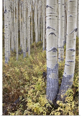 Aspen grove in early fall, White River National Forest, Colorado