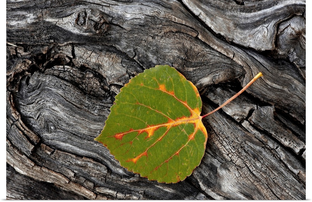 Aspen leaf turning colors, Uncompahgre National Forest, Colorado, USA