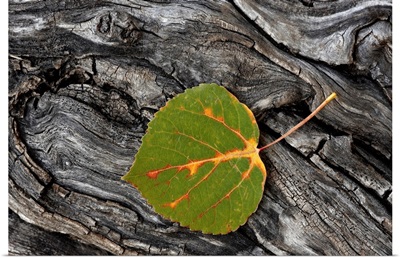 Aspen leaf turning colors, Uncompahgre National Forest, Colorado, USA