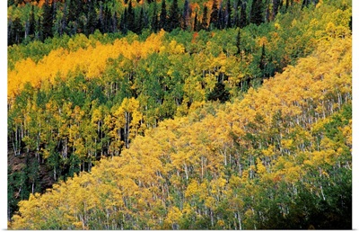 Aspen trees in the fall, San Juan Skyway, Colorado